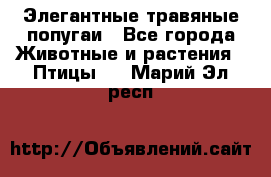 Элегантные травяные попугаи - Все города Животные и растения » Птицы   . Марий Эл респ.